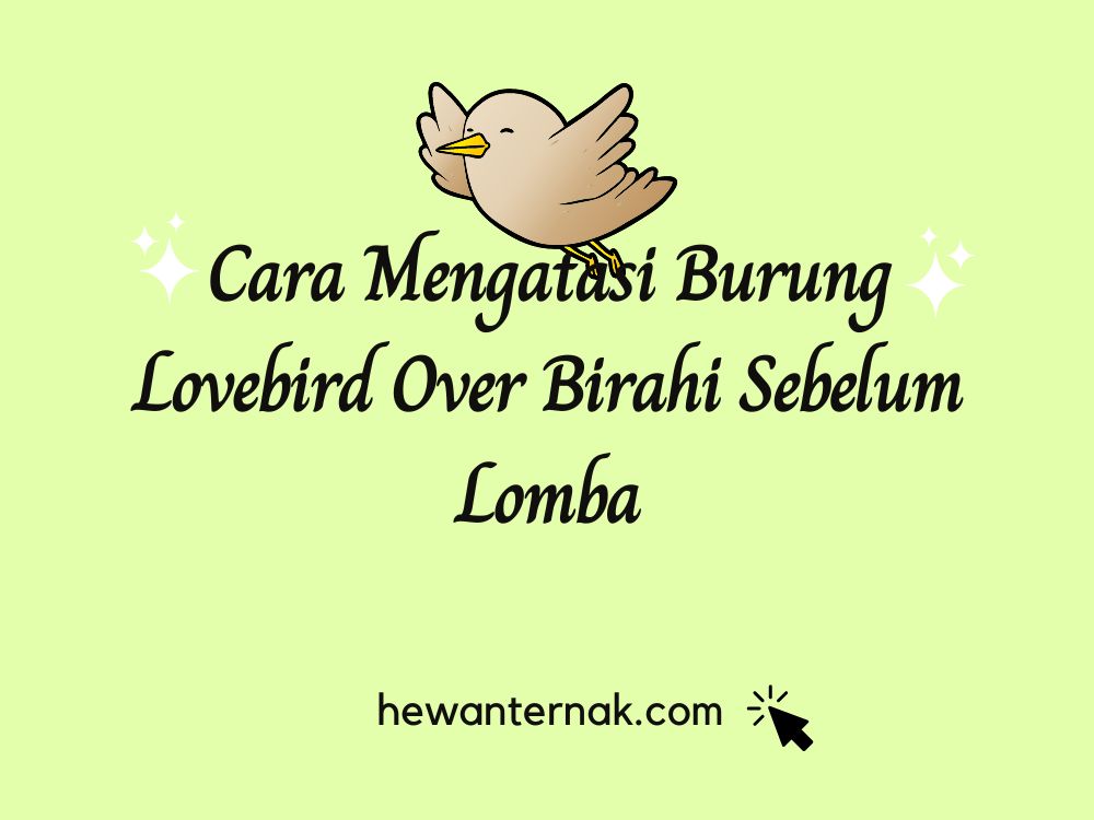 Cara Mengatasi Burung Lovebird Over Birahi Sebelum Lomba