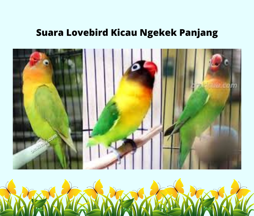 Download Suara Lovebird Kicau Ngekek Panjang MP3