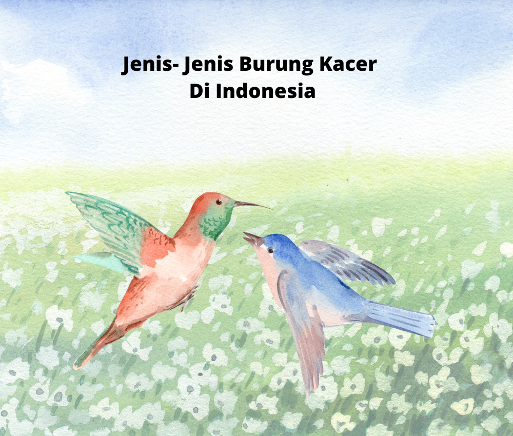 Jenis- Jenis Burung Kacer Di Indonesia