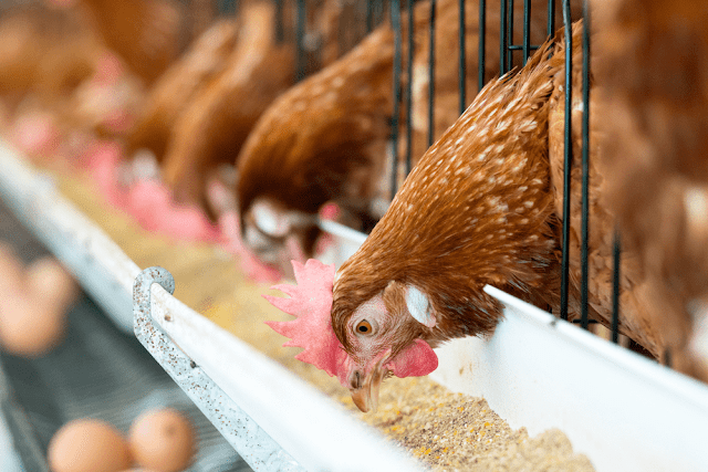 Aspek Penting Yang Menjadi Pertimbangan Pemberian Pakan Ayam Pedaging