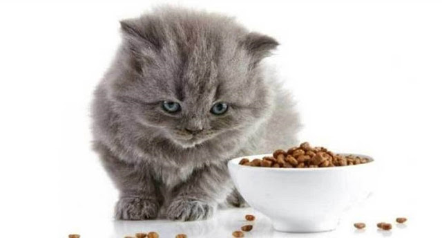 Cara Mengatasi Kucing Tidak Mau Makan