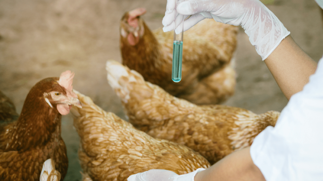 Cara Terbaik Pengendalian Hama & Penyakit Ayam Broiler