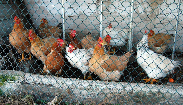 Cara Ternak Ayam Kampung Modal Kecil