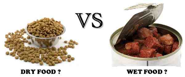 Perbedaan Dry Food Dan Wet Food Untuk Kucing
