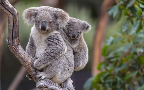10 Fakta Unik Tentang Hewan Koala