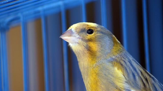 Cara Membedakan Burung Kenari Jantan dan Betina