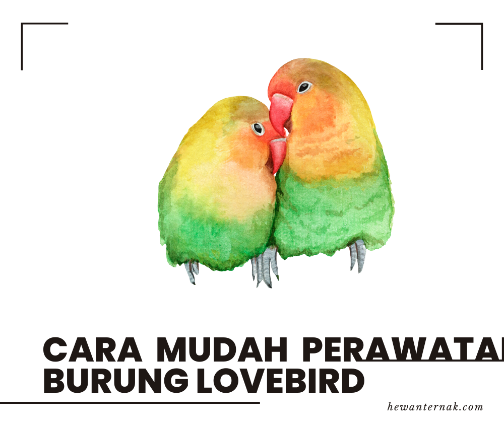 Cara Mudah Perawatan Burung Lovebird