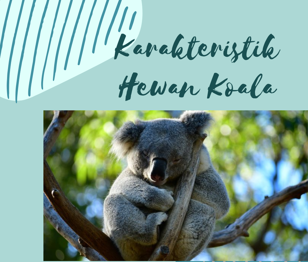 Karakteristik Hewan Koala