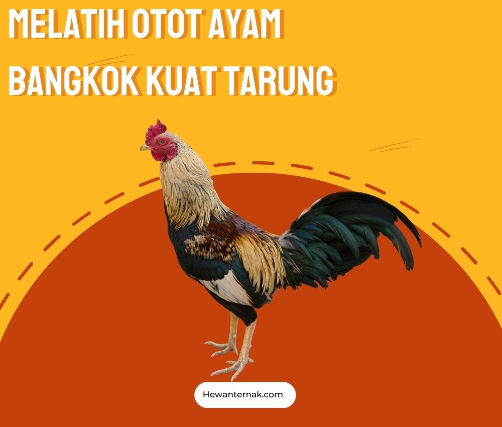 Melatih Otot Ayam Bangkok Kuat Tarung