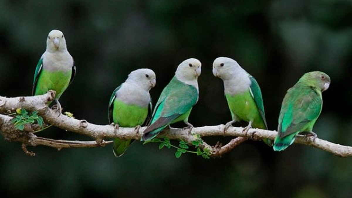 Panduan Penanganan Rontok Bulu Pada Burung Lovebird