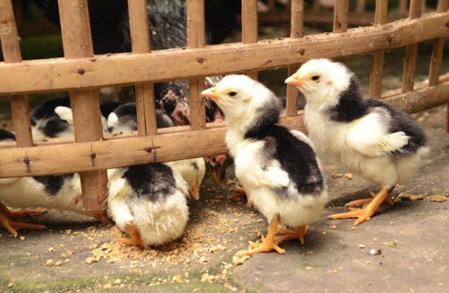 Panduan Perawatan Anak Ayam Bangkok