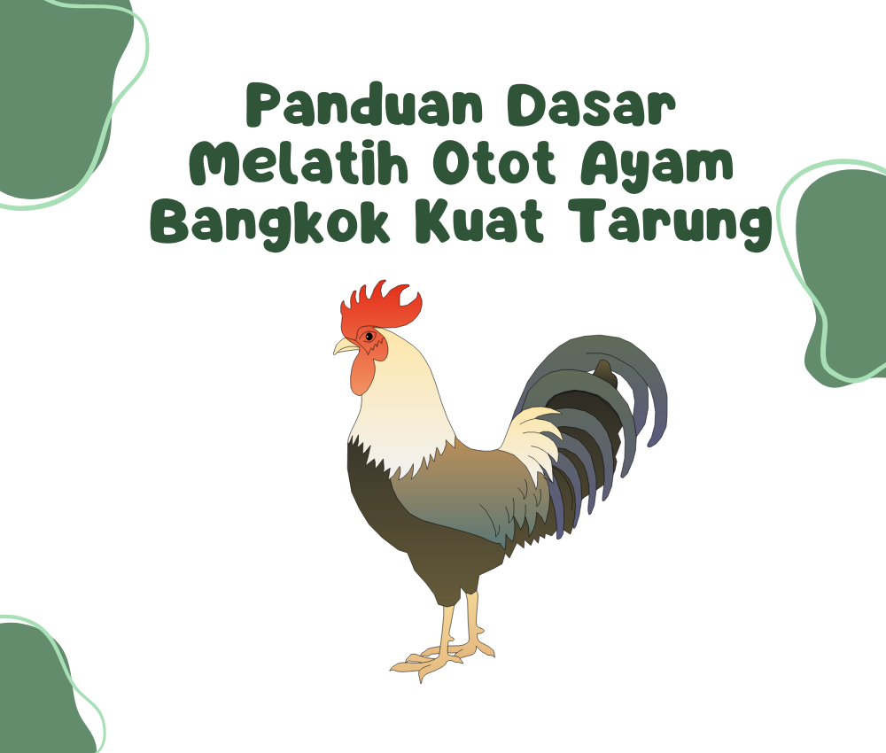 Panduan Dasar Melatih Otot Ayam Bangkok Kuat Tarung