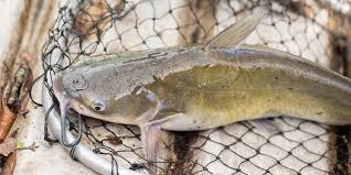 6 Jenis Ikan Lele Budidaya di Indonesia