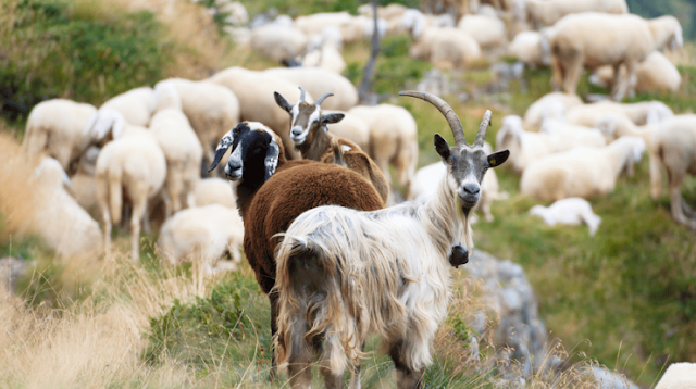 bekal usaha ternak kambing domba