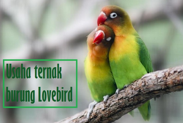 Cara Mudah Memulai Usaha Ternak Burung Lovebird