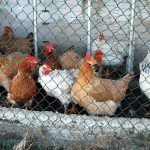 Cara Ternak Ayam Kampung Modal Kecil