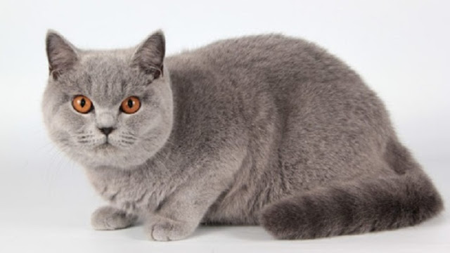 Keunikan Kucing British Shorthair