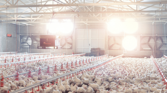 Manajemen Kandang Untuk Ternak Ayam Broiler