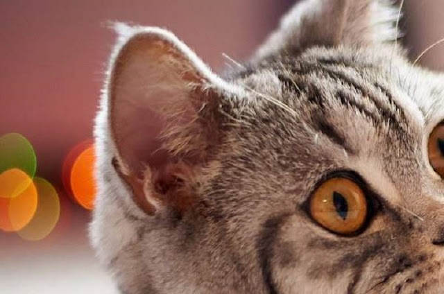 Memahami Arti Gerakan Telinga Kucing