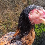 Mencegah Berbagai Penyakit Ayam Kampung