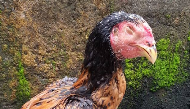 Mencegah Berbagai Penyakit Ayam Kampung