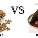 Perbedaan Dry Food Dan Wet Food Untuk Kucing