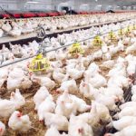 Tahapan Penting dalam Pemeliharaan Ayam Broiler