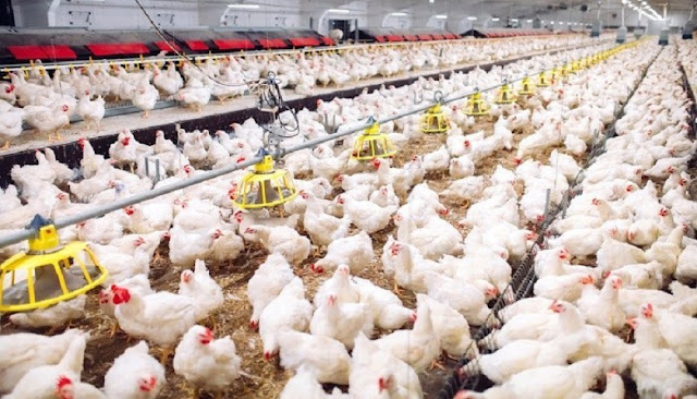 Tahapan Penting dalam Pemeliharaan Ayam Broiler