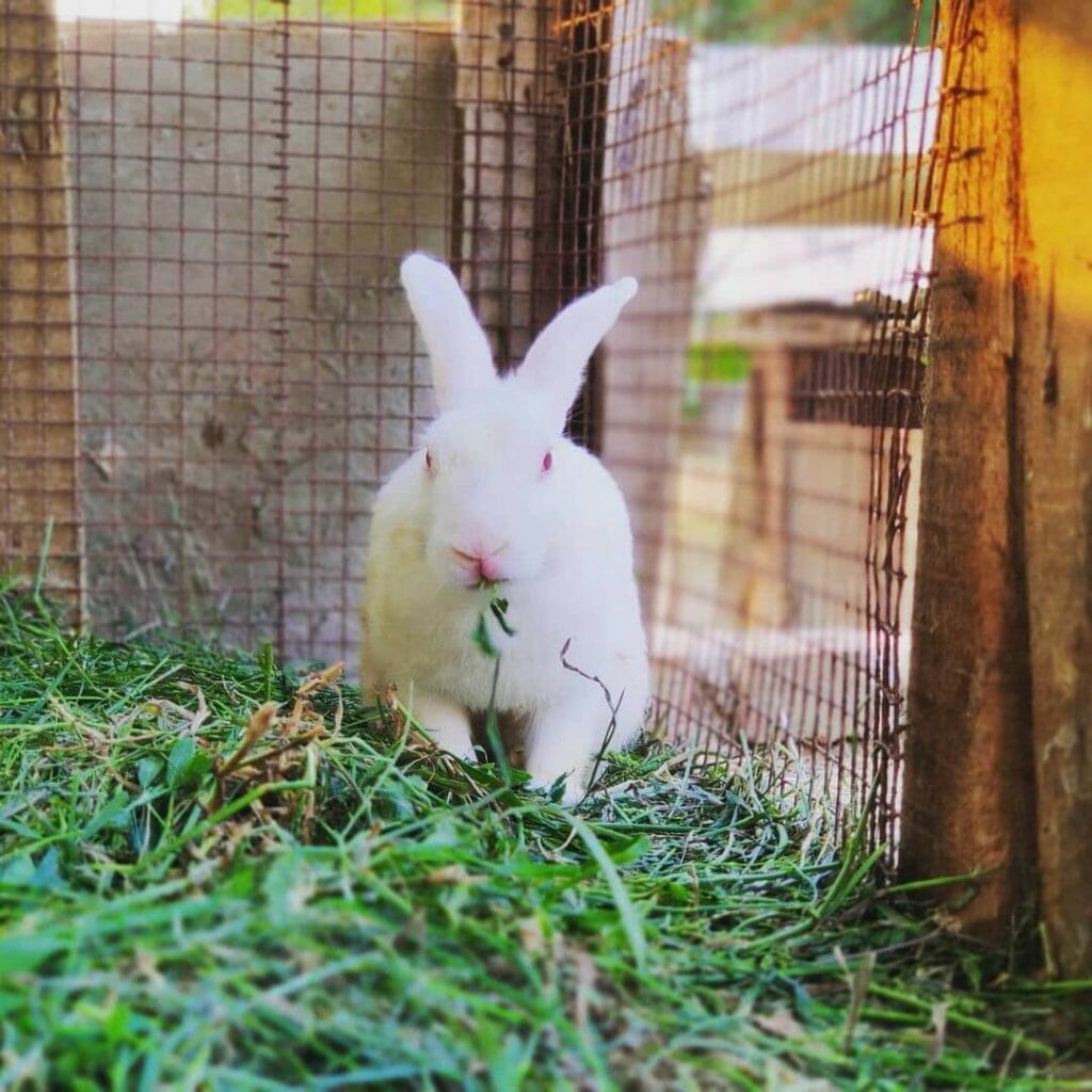 cara membuat pakan kelinci dari rumput