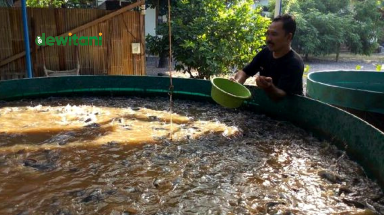 pakan kambing fermentasi kering ternak hasil