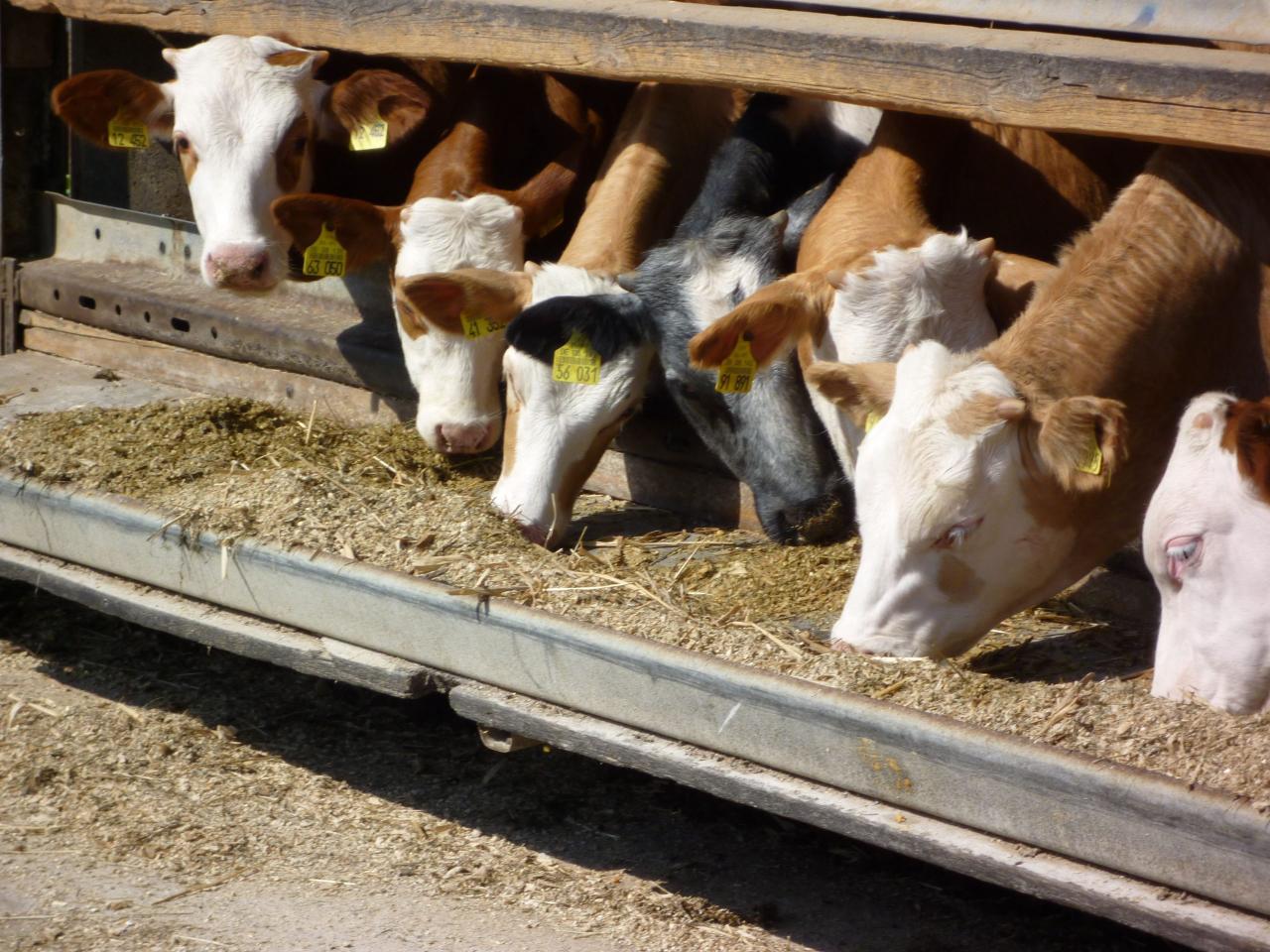 fermentasi pakan sapi livestock antibiotics restricts fda euromeatnews cornucopia