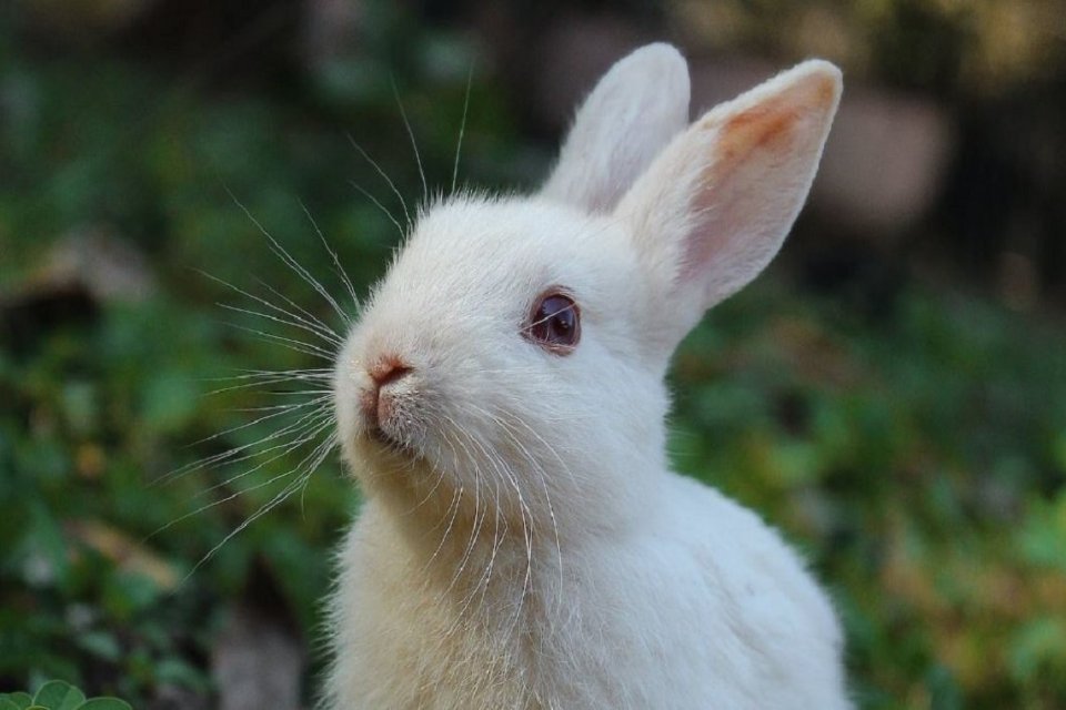 oryctolagus cuniculus conejo conejos coelho europeo comun