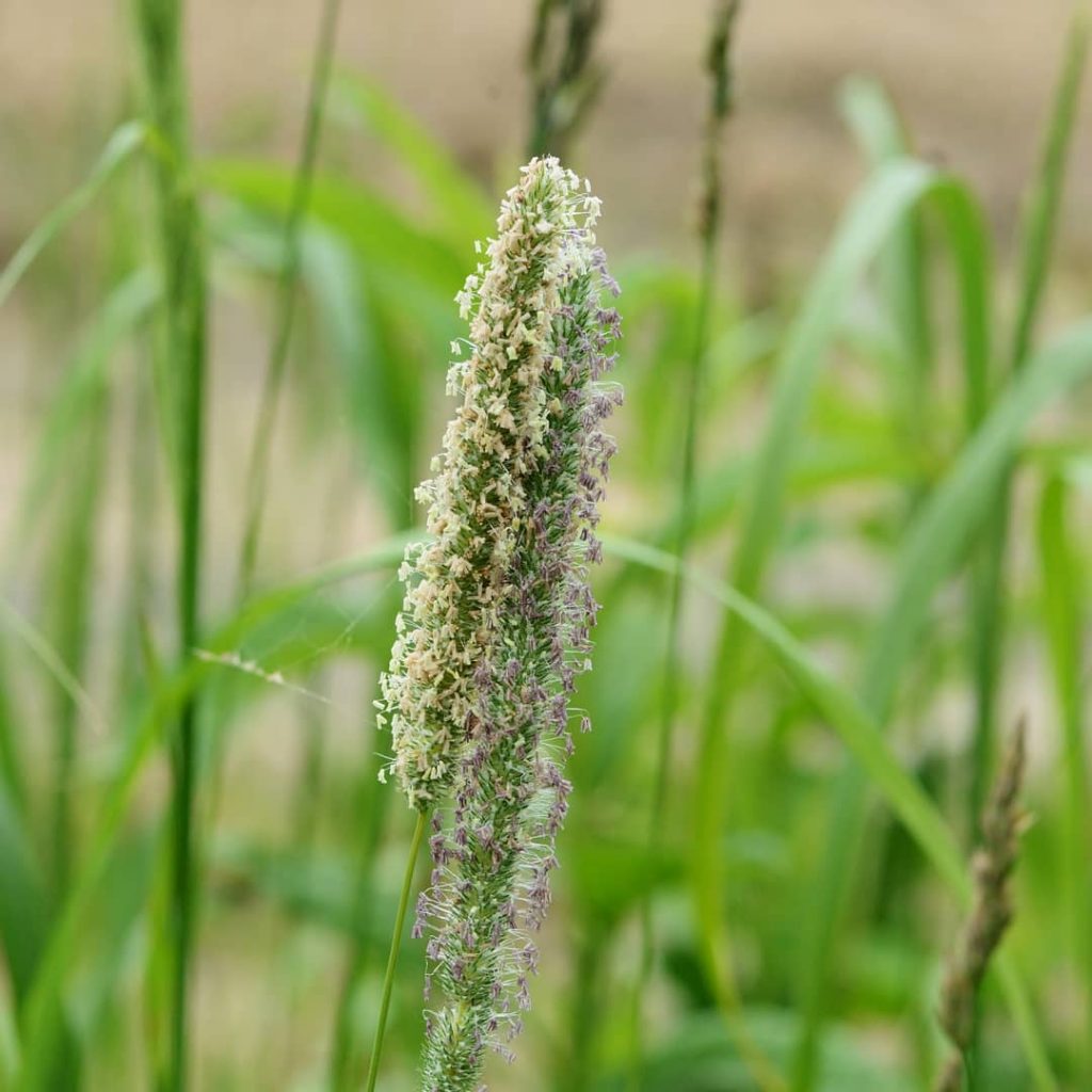 rumput pakan kelinci yang bagus