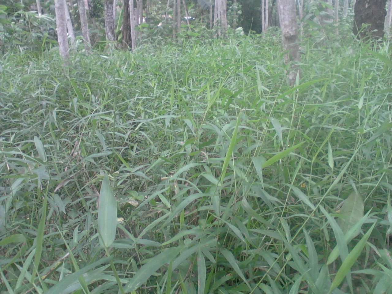 rumput pakan kelinci terbaru