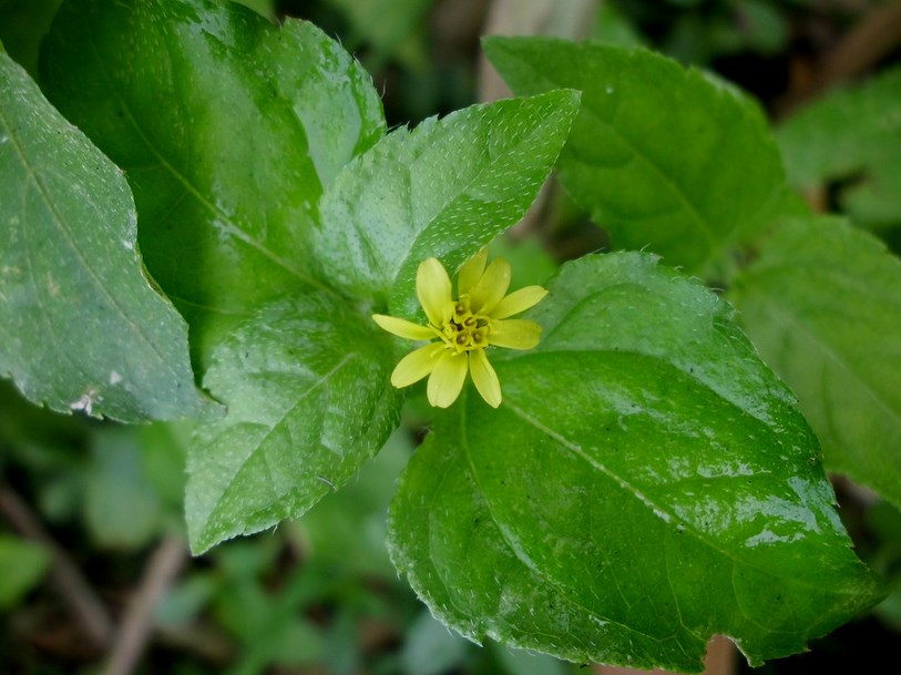 rumput pakan kelinci yang bagus