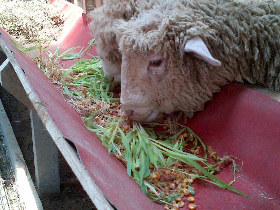 fodder jagung untuk pakan kelinci