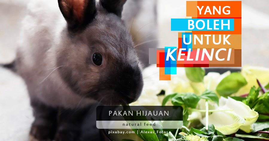 hijauan pakan kelinci