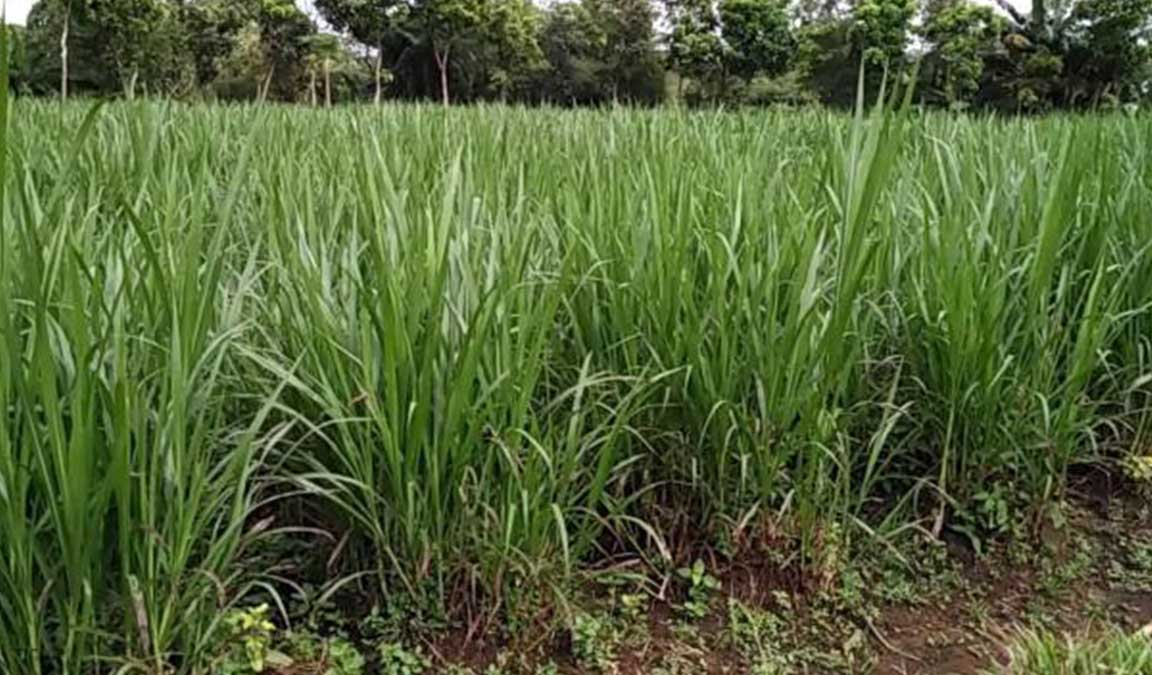 budidaya rumput pakan kelinci