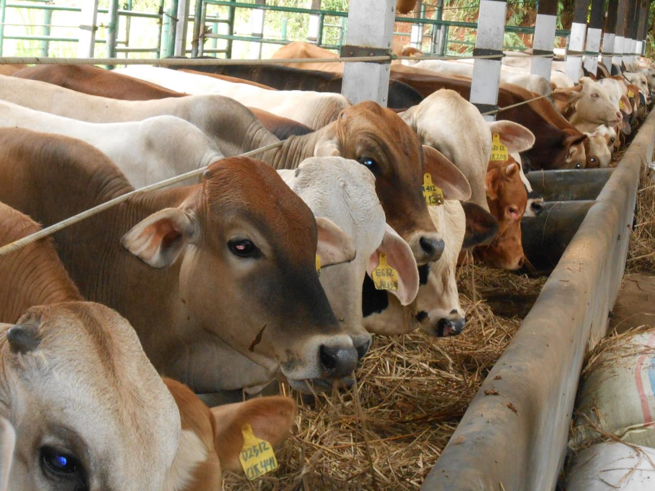 sapi ternak budidaya potong