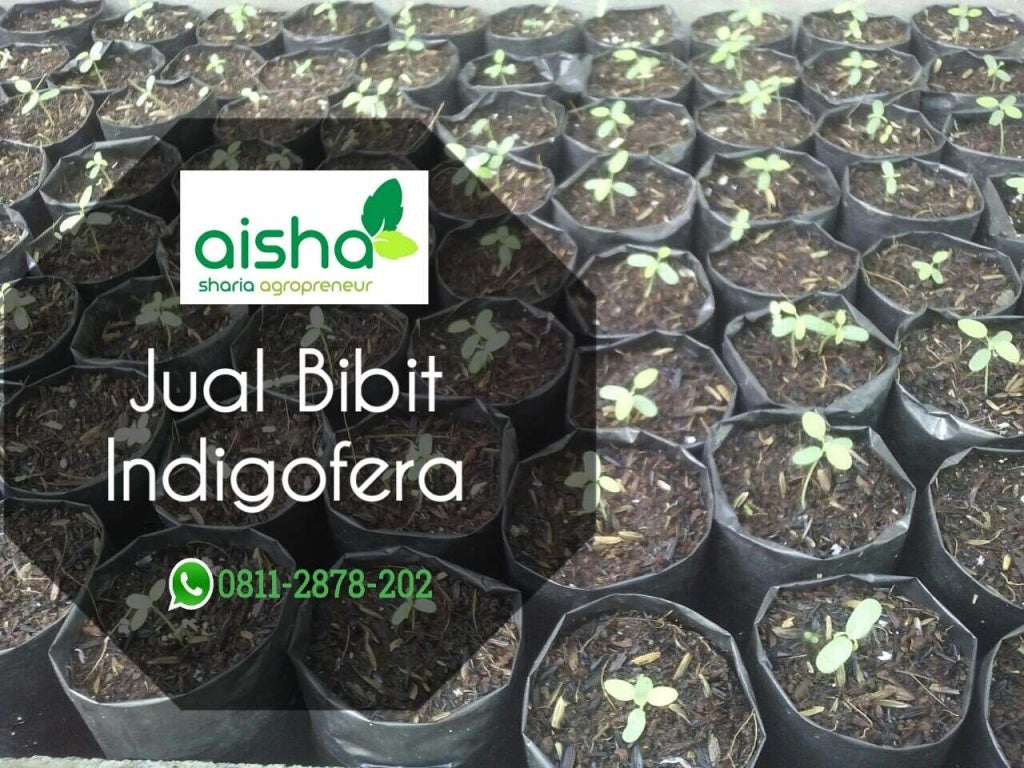 bibit rumput pakan kelinci