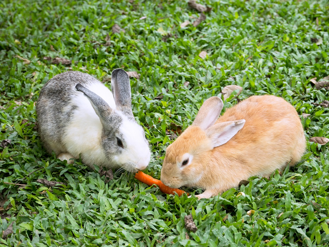 jenis rumput pakan kelinci