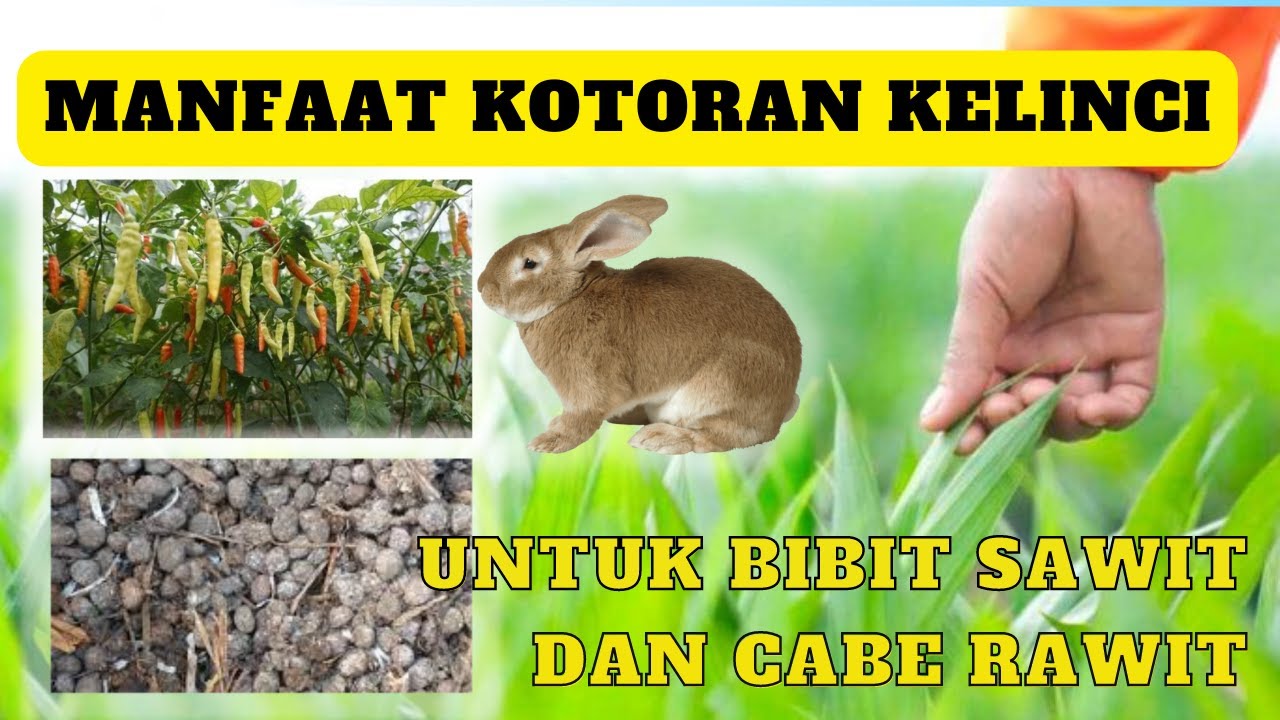 kotoran kelinci untuk pakan lele