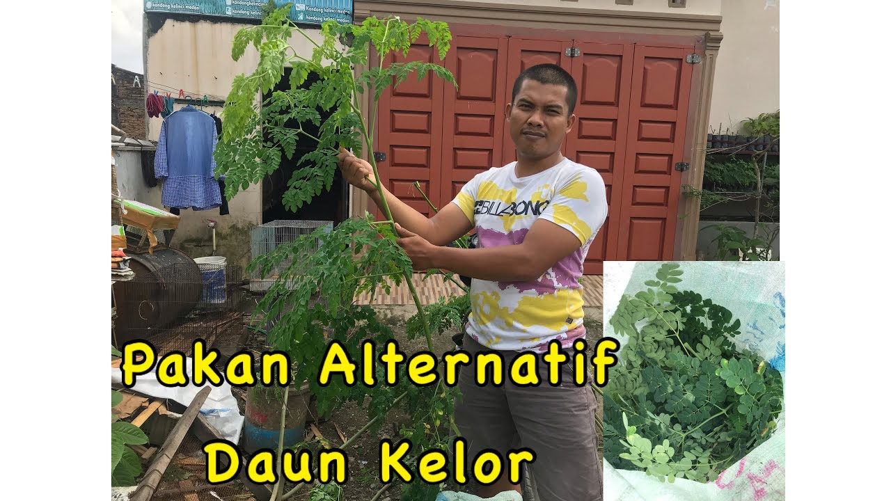 daun kelor untuk pakan kelinci