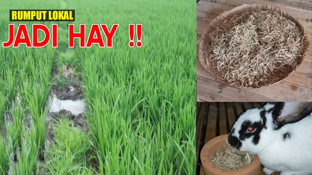 rumput hay pakan kelinci terbaru