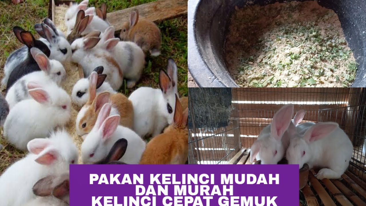 cara membuat pakan kelinci tanpa rumput terbaru