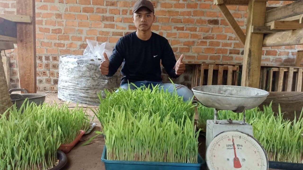 fodder jagung untuk pakan kelinci terbaru