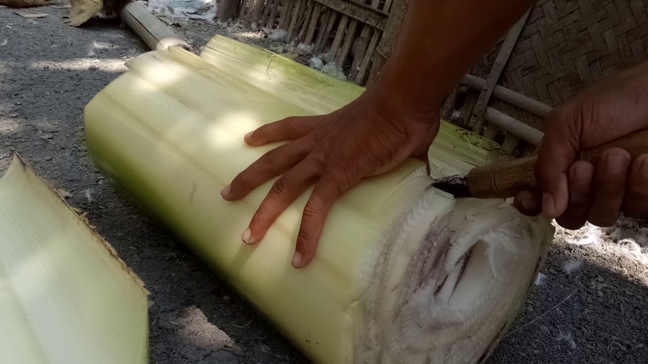 pisang gedebog pakan jangkrik ternak bebek