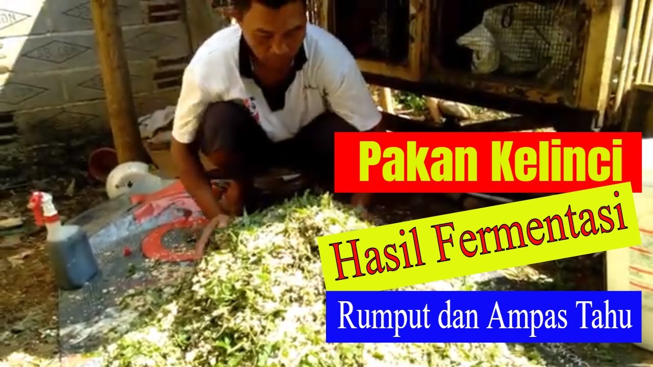 fermentasi pakan sapi livestock antibiotics restricts fda euromeatnews cornucopia