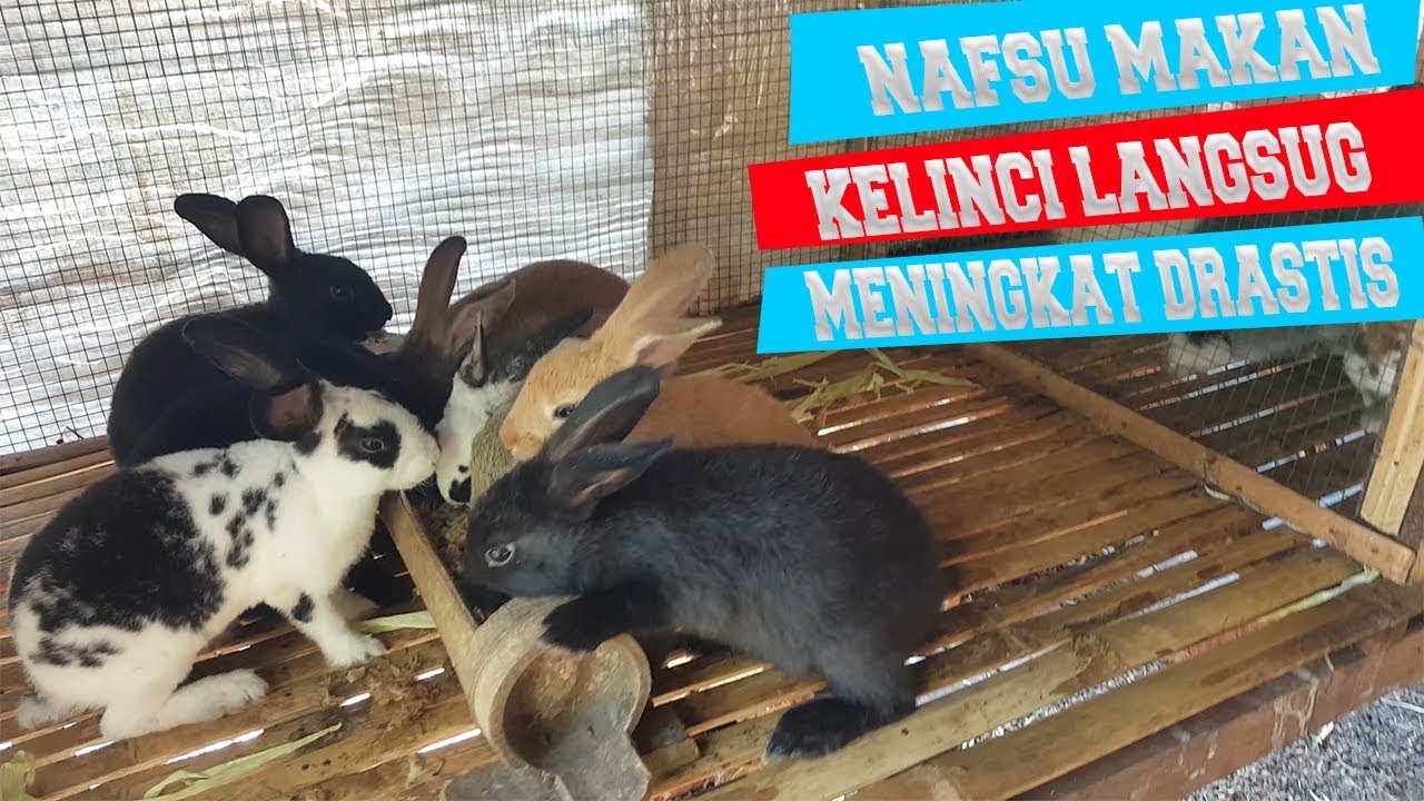 kulit kedelai untuk pakan kelinci