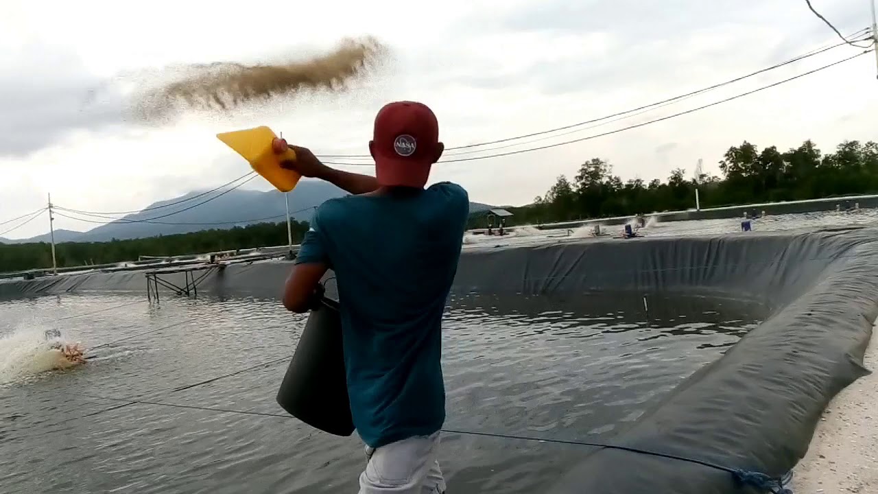 pakan lele ikan pemberian